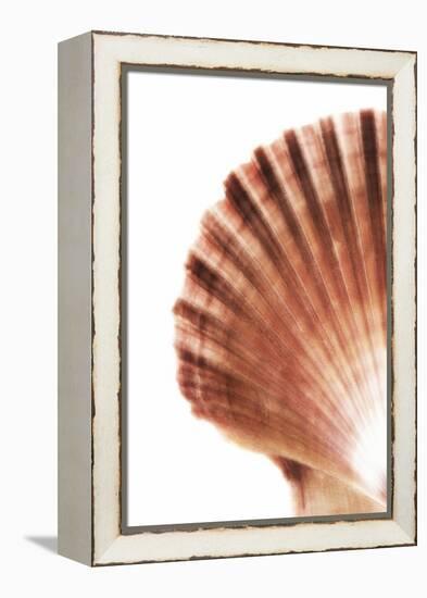 So Pure Collection - Scallop Seashell-Philippe Hugonnard-Framed Premier Image Canvas