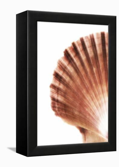 So Pure Collection - Scallop Seashell-Philippe Hugonnard-Framed Premier Image Canvas