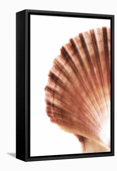 So Pure Collection - Scallop Seashell-Philippe Hugonnard-Framed Premier Image Canvas