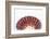 So Pure Collection - Sea Shell Clam II-Philippe Hugonnard-Framed Photographic Print