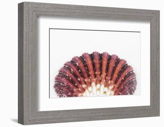 So Pure Collection - Sea Shell Clam II-Philippe Hugonnard-Framed Photographic Print