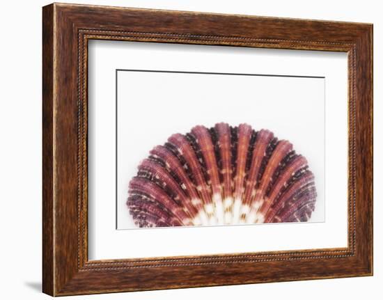 So Pure Collection - Sea Shell Clam II-Philippe Hugonnard-Framed Photographic Print