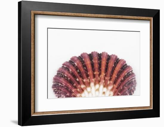 So Pure Collection - Sea Shell Clam II-Philippe Hugonnard-Framed Photographic Print