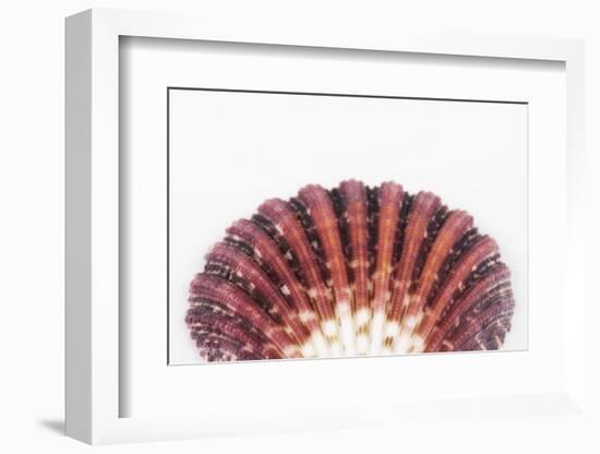 So Pure Collection - Sea Shell Clam II-Philippe Hugonnard-Framed Photographic Print