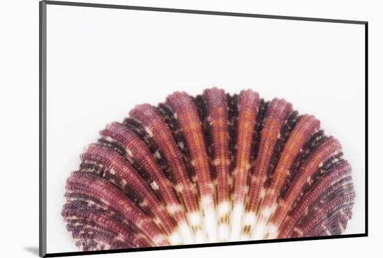 So Pure Collection - Sea Shell Clam II-Philippe Hugonnard-Mounted Photographic Print