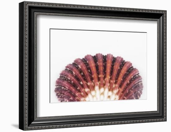 So Pure Collection - Sea Shell Clam II-Philippe Hugonnard-Framed Photographic Print