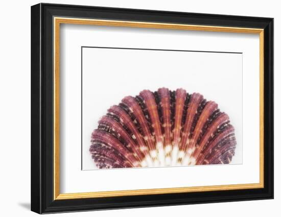 So Pure Collection - Sea Shell Clam II-Philippe Hugonnard-Framed Photographic Print