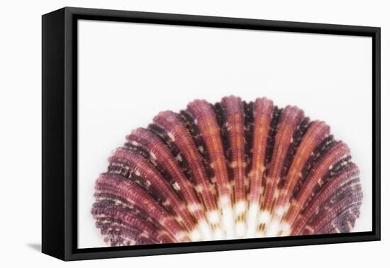 So Pure Collection - Sea Shell Clam II-Philippe Hugonnard-Framed Premier Image Canvas