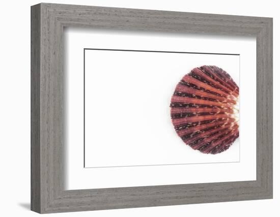 So Pure Collection - Sea Shell Clam-Philippe Hugonnard-Framed Photographic Print