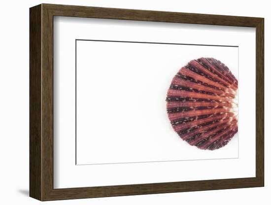 So Pure Collection - Sea Shell Clam-Philippe Hugonnard-Framed Photographic Print