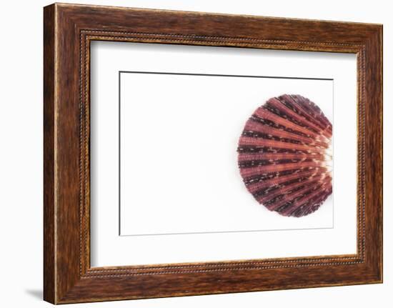 So Pure Collection - Sea Shell Clam-Philippe Hugonnard-Framed Photographic Print