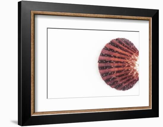 So Pure Collection - Sea Shell Clam-Philippe Hugonnard-Framed Photographic Print