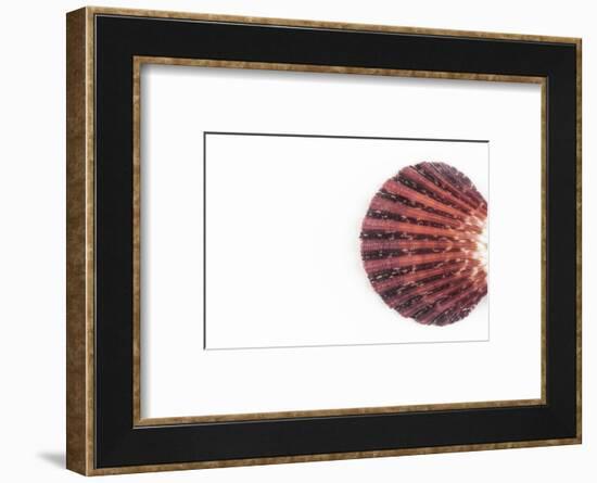 So Pure Collection - Sea Shell Clam-Philippe Hugonnard-Framed Photographic Print