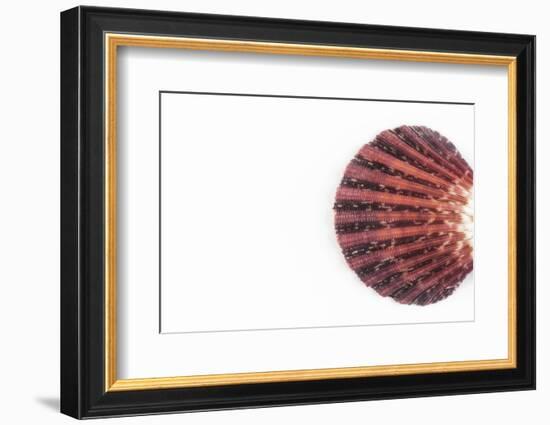 So Pure Collection - Sea Shell Clam-Philippe Hugonnard-Framed Photographic Print