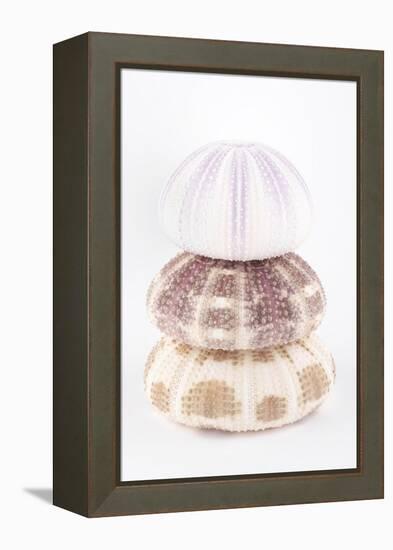 So Pure Collection - Sea Urchin Pyramid-Philippe Hugonnard-Framed Premier Image Canvas