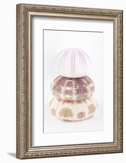 So Pure Collection - Sea Urchin Pyramid-Philippe Hugonnard-Framed Photographic Print