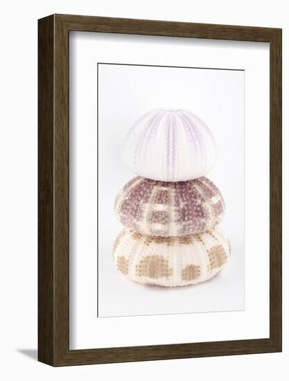 So Pure Collection - Sea Urchin Pyramid-Philippe Hugonnard-Framed Photographic Print