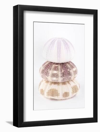 So Pure Collection - Sea Urchin Pyramid-Philippe Hugonnard-Framed Photographic Print