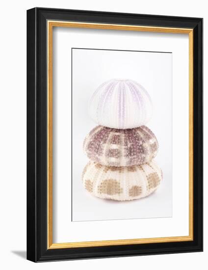 So Pure Collection - Sea Urchin Pyramid-Philippe Hugonnard-Framed Photographic Print