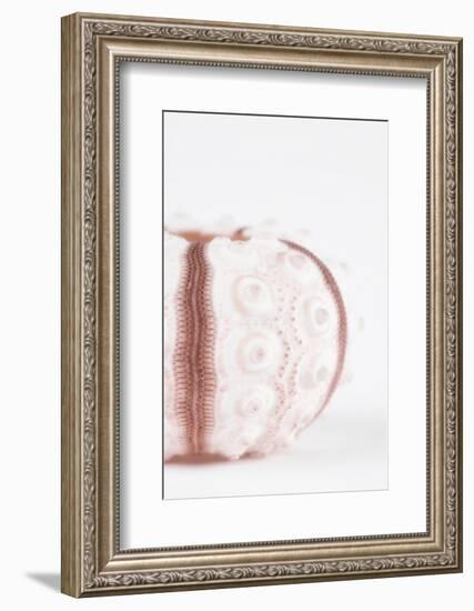 So Pure Collection - Seashell II-Philippe Hugonnard-Framed Photographic Print