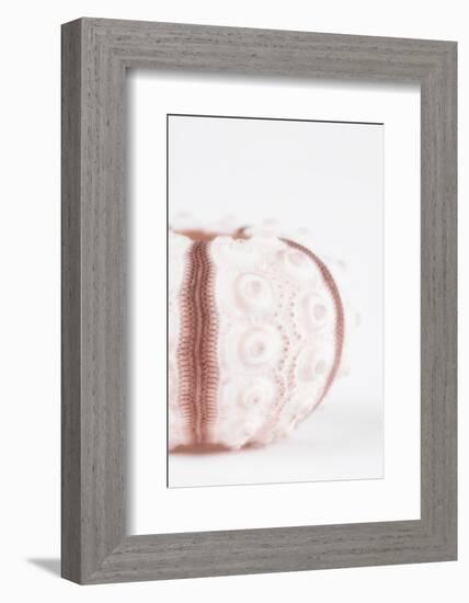 So Pure Collection - Seashell II-Philippe Hugonnard-Framed Photographic Print