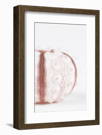 So Pure Collection - Seashell II-Philippe Hugonnard-Framed Photographic Print