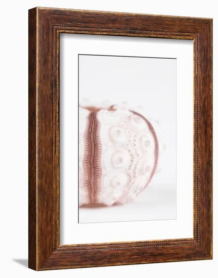 So Pure Collection - Seashell II-Philippe Hugonnard-Framed Photographic Print