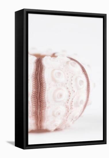 So Pure Collection - Seashell II-Philippe Hugonnard-Framed Premier Image Canvas