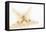 So Pure Collection - Seashell Star II-Philippe Hugonnard-Framed Premier Image Canvas