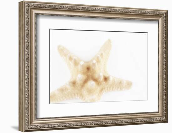 So Pure Collection - Seashell Star II-Philippe Hugonnard-Framed Photographic Print