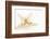 So Pure Collection - Seashell Star II-Philippe Hugonnard-Framed Photographic Print