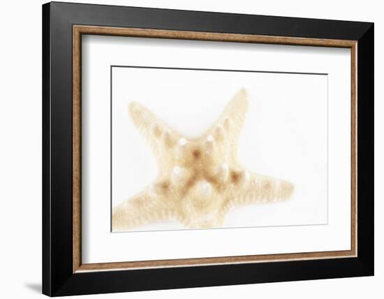 So Pure Collection - Seashell Star II-Philippe Hugonnard-Framed Photographic Print