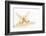 So Pure Collection - Seashell Star II-Philippe Hugonnard-Framed Photographic Print