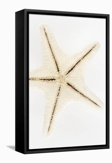 So Pure Collection - Seashell Star-Philippe Hugonnard-Framed Premier Image Canvas