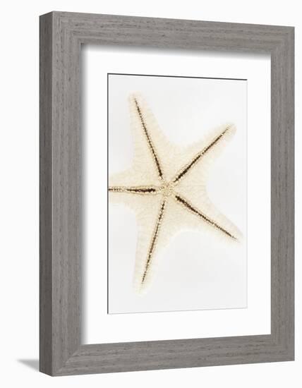 So Pure Collection - Seashell Star-Philippe Hugonnard-Framed Photographic Print