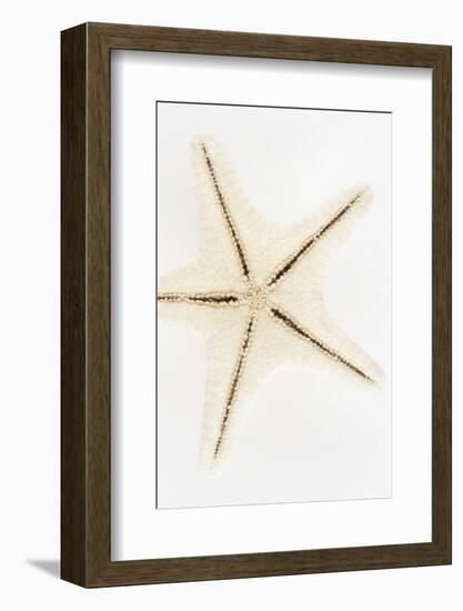 So Pure Collection - Seashell Star-Philippe Hugonnard-Framed Photographic Print