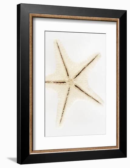 So Pure Collection - Seashell Star-Philippe Hugonnard-Framed Photographic Print