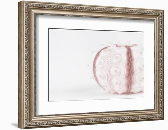 So Pure Collection - Seashell-Philippe Hugonnard-Framed Photographic Print