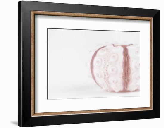 So Pure Collection - Seashell-Philippe Hugonnard-Framed Photographic Print