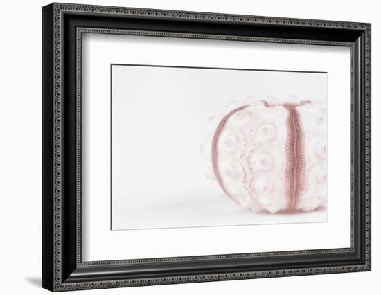 So Pure Collection - Seashell-Philippe Hugonnard-Framed Photographic Print