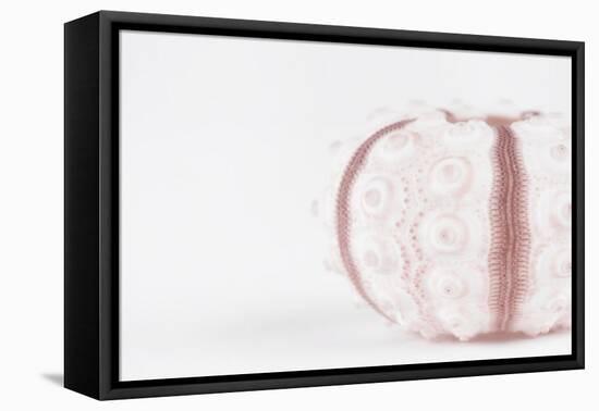 So Pure Collection - Seashell-Philippe Hugonnard-Framed Premier Image Canvas