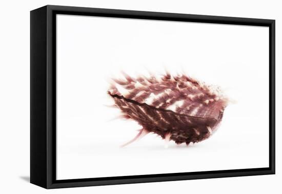 So Pure Collection - Spondylus Seashell-Philippe Hugonnard-Framed Premier Image Canvas