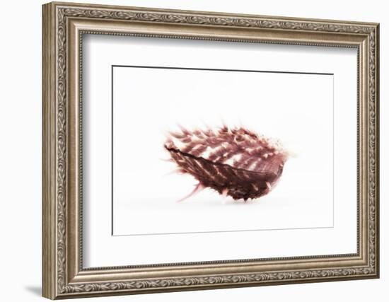 So Pure Collection - Spondylus Seashell-Philippe Hugonnard-Framed Photographic Print