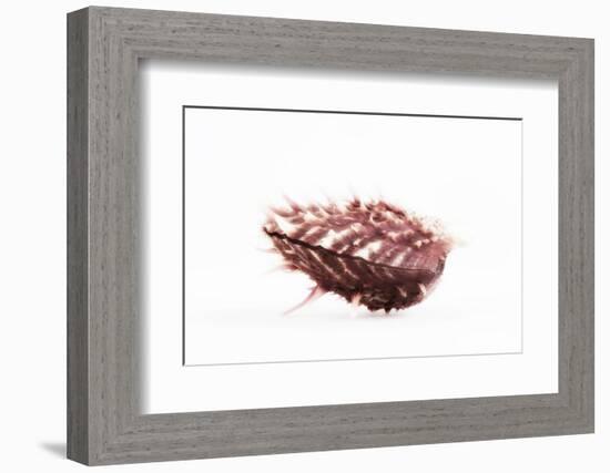 So Pure Collection - Spondylus Seashell-Philippe Hugonnard-Framed Photographic Print