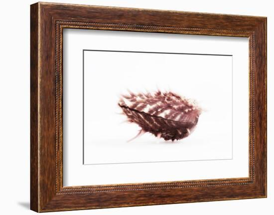 So Pure Collection - Spondylus Seashell-Philippe Hugonnard-Framed Photographic Print