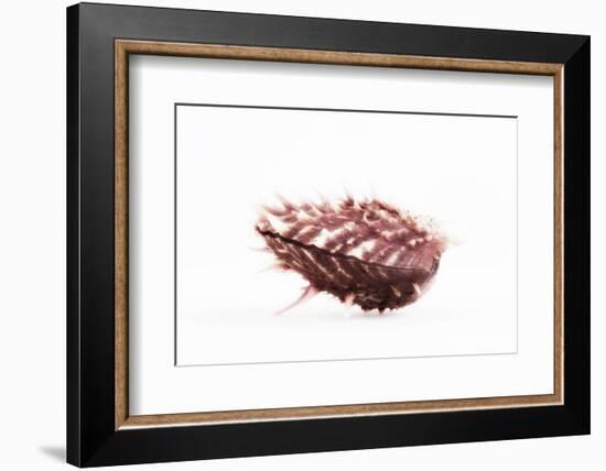 So Pure Collection - Spondylus Seashell-Philippe Hugonnard-Framed Photographic Print