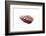 So Pure Collection - Spondylus Seashell-Philippe Hugonnard-Framed Photographic Print