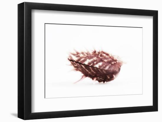 So Pure Collection - Spondylus Seashell-Philippe Hugonnard-Framed Photographic Print