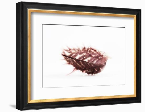 So Pure Collection - Spondylus Seashell-Philippe Hugonnard-Framed Photographic Print