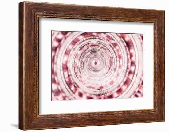 So Pure Collection - Sundial Shell Close-up II-Philippe Hugonnard-Framed Photographic Print